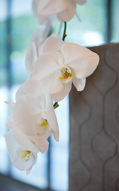 Flowers in the Hotel Sportalm in Kirchberg in Tirol